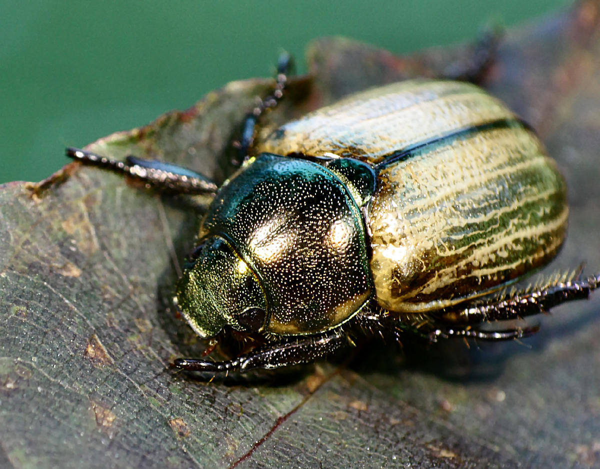 coleottero da identificare: Mimela junii